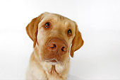 DOG 18 RK0243 01
Head Shot Of Yellow Labrador Retriever On White Seamless