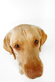 DOG 18 RK0244 01
Wide Angle Head Shot Of Yellow Labrador Retriever On White Seamless