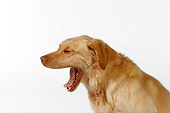 DOG 18 RK0245 01
Profile Head Shot Of Yellow Labrador Retriever Yawning On White Seamless