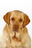 DOG 18 RK0247 01
Head Shot Of Yellow Labrador Retriever On White Seamless