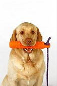 DOG 18 RK0248 01
Head Shot Of Yellow Labrador Retriever With Toy In Mouth White Seamless