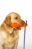 DOG 18 RK0249 01
Head Shot Of Yellow Labrador Retriever With Toy In Mouth White Seamless