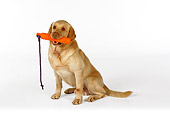 DOG 18 RK0250 01
Yellow Labrador Retriever Sitting With Toy In Mouth On White Seamless