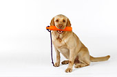 DOG 18 RK0251 01
Yellow Labrador Retriever Sitting With Toy In Mouth On White Seamless