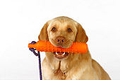 DOG 18 RK0252 01
Head Shot Of Labrador Retriever With Toy In Mouth On White Seamless