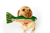 DOG 18 RK0253 01
Head Shot Of Yellow Labrador Retriever Sitting With Toy Fish In Mouth White Seamless
