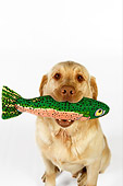 DOG 18 RK0254 01
Head Shot Of Yellow Labrador Retriever With Toy Fish In Mouth White Seamless