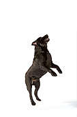 DOG 18 RK0259 01
Black Labrador Retriever On Hind Legs On White Seamless