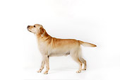 DOG 18 RK0263 01
Profile Shot Of Yellow Labrador Retriever Standing On White Seamless