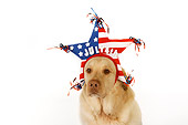 DOG 18 RK0268 01
Yellow Labrador Retriever Wearing American Flag Star Hat White Seamless