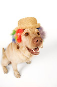 DOG 18 RK0270 01
Wide Angle Shot Of Yellow Labrador Retriever Wearing Wig And Hat On White Seamless