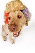DOG 18 RK0271 01
Wide Angle Shot Of Yellow Labrador Retriever Wearing Wig And Hat On White Seamless