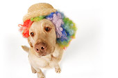 DOG 18 RK0272 01
Wide Angle Shot Of Yellow Labrador Retriever Wearing Wig And Hat On White Seamless