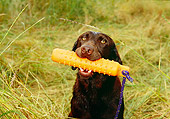 DOG 18 RK0316 04
Chocolate Labrador Retriever Holding Orange Dummy In Mouth