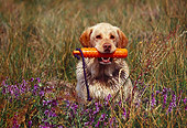 DOG 18 RK0320 01
Yellow Labrador Retriever Sitting In Field Holding Orange Dummy In Mouth