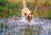 DOG 18 RK0323 19
Yellow Labrador Retriever Running Through Water Splashing
