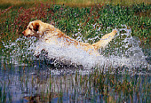 DOG 18 RK0323 25
Yellow Labrador Retriever Running Through Water Splashing