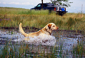 DOG 18 RK0323 35
Yellow Labrador Retriever Running Through Water Splashing