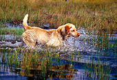 DOG 18 RK0325 01
Yellow Labrador Retriever Approaching Quarry In Marsh