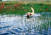 DOG 18 RK0326 02
Yellow Labrador Retriever Paddling In Marsh