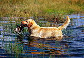 DOG 18 RK0327 01
Yellow Labrador Retriever Retrieving Duck From Marsh