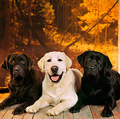 DOG 18 RS0011 01
Chocolate Yellow And Black Labrador Retrievers Fall Setting