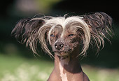 DOG 19 AB0001 01
Head Shot Of Chinese Crested On Grass