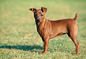 DOG 19 AB0002 01
Miniature Pinscher Standing On Grass Profile