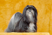 DOG 19 CB0001 01
Lhasa Apso Standing In Orange Studio Profile