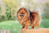 DOG 19 CB0002 01
Pomeranian Standing On Wicker Basket