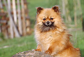 DOG 19 CB0005 01
Portrait Of Pomeranian Leaning On Rock
