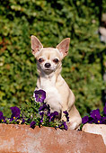 DOG 19 CB0009 01
Portrait Of Chihuahua Sitting By Purple Flowers