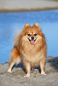 DOG 19 CB0012 01
Pomeranian Standing On Sand By Water