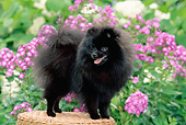 DOG 19 CE0083 01
Black Pomeranian Standing On Wicker Stool In Garden