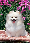 DOG 19 CE0084 01
Pomeranian Sitting On Silk Cushion In Garden