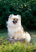 DOG 19 CE0086 01
Cream And Sable Pomeranian Sitting On Stump