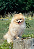 DOG 19 CE0087 01
Pomeranian Leaning On Stump In Grass