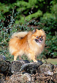 DOG 19 CE0088 01
Pomeranian Standing On Log Pile