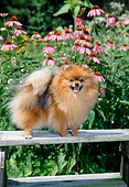 DOG 19 CE0091 01
Pomeranian Standing On Wooden Bench In Garden