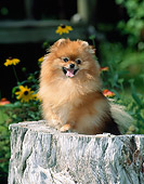 DOG 19 CE0093 01
Pomeranian Standing On Stump In Garden
