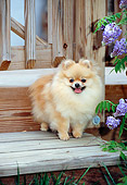 DOG 19 CE0094 01
Pomeranian Standing On Wooden Step By Violet Flowers