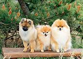 DOG 19 CE0095 01
Three Pomeranians Sitting On Bench By Pine Tree