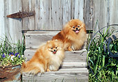 DOG 19 CE0096 01
Two Pomeranians Sitting On Wooden Steps In Garden