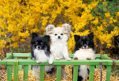 DOG 19 CE0102 01
Three Long-Haired Chihuahuas Standing In Crate Of Straw