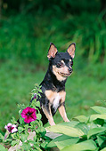 DOG 19 CE0104 01
Chihuahua Leaning On Rock In Garden
