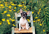 DOG 19 CE0105 01
Chihuahua Sitting On Painted Chair In Garden