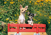 DOG 19 CE0109 01
Two Chihuahuas Standing In Red Wagon By Yellow Flowers