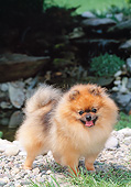DOG 19 CE0111 01
Pomeranian Standing On Pebbles