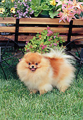 DOG 19 CE0112 01
Pomeranian Standing On Grass By Wagon With Flowers