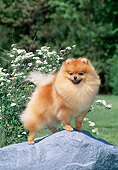 DOG 19 CE0113 01
Pomeranian Standing On Rock In Garden